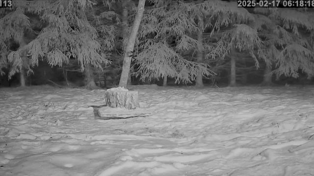 Под утро лиса пришла покушать но пришлось срочно убегать