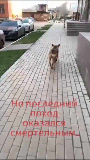 Беспредел в Дагестане.  Остановите бойню!