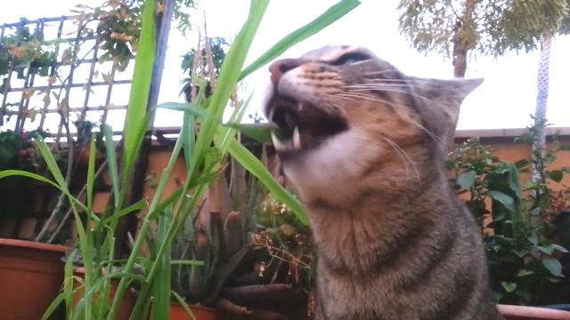 О кормлении кошек овощами