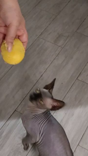 Ты не ты когда голоден #сфинкс #приколы #котики #радость