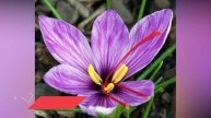 THE MOST EXPENSIVE FLOWER IN THE WORLD | | WTVF