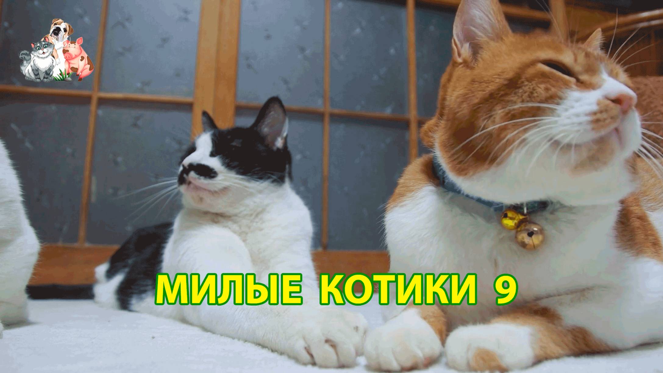 Милые нарядные Котики успокоят нервную систему 🐈🐈🐈 Помогут отдохнуть от забот (9)