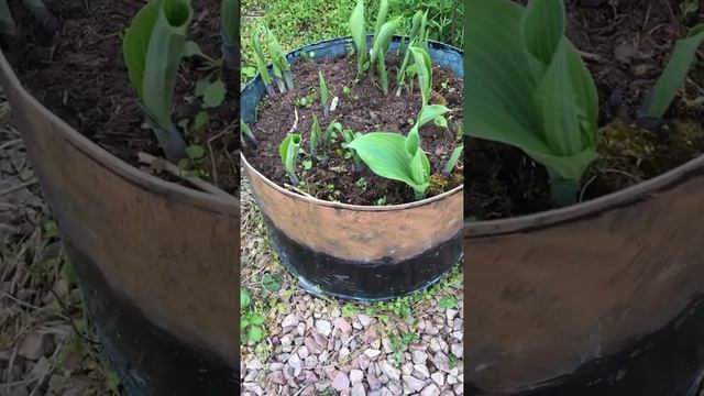 Good way to recycle your old copper hot water cylinder and give your Hosta protection from slugs et