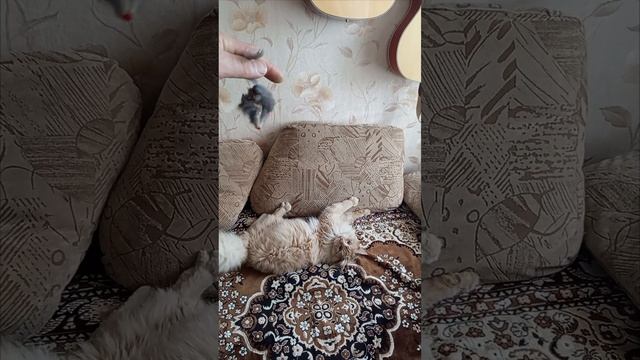 Котёнок Слонёнок