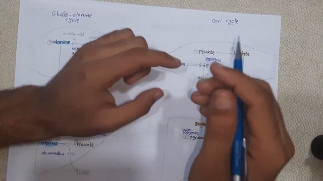 12-  cori cycle & glucose alanine cycle