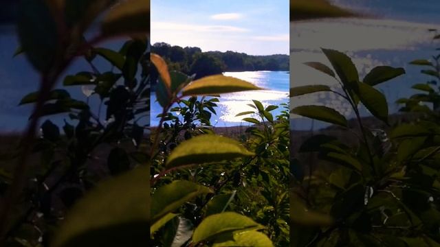 Мои фото #фото #природа #цветы #shortvideo #shorts #short