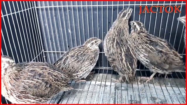 কোয়েল পাখি কেনার সময় যেসব জিনিস মাথায় রাখতে হবে 🤔how to buy/select healthy quail from market⚡ jacto