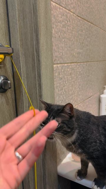 Ох уж эти кошки