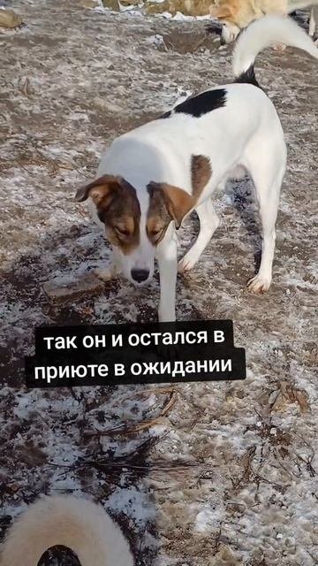 Пирожок ищет дом
