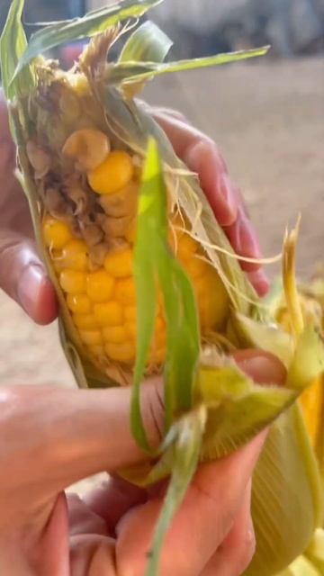 ☘️Boil corn for 15 mins, you’ll find your next favorite food: Boiled Corn 😄| My Phuong