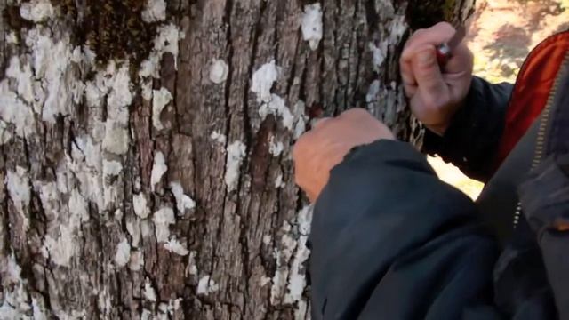 CITIZEN SCIENTIST OAK FOREST REGENERATION