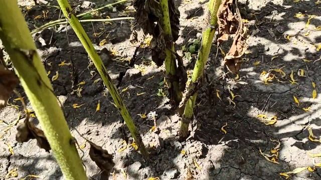 Огляд соняшника, проект - "У наших партнерів".( Златібор 28.07.21р.)