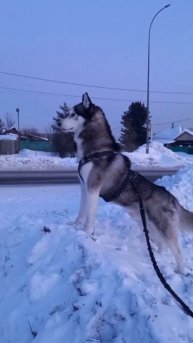 #Арзал_хаски на посту