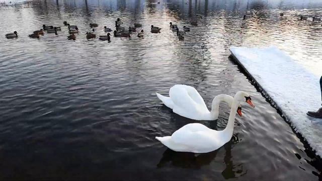 лебеди зимой в Зарасай