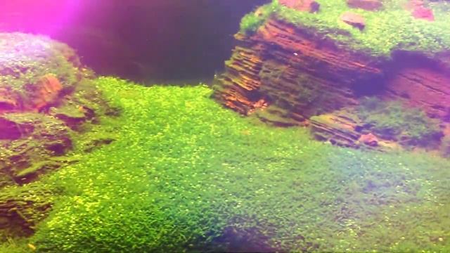 fish1.mp4