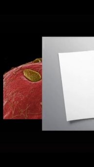 МИКРОСКОП #Рекомендации #ЛучшаяМимикасИИ #покапибаримся #УютныеРецепты