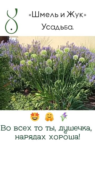 Лук широколистный