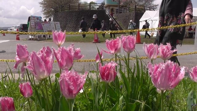 チューリップ・ハウステンボスTulip Huis Ten Bosch