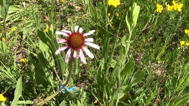 28June2016 C3 STAPP MVI 0046