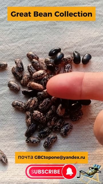 Фасоль сизая  россыпь семена Blue scattered bean seeds