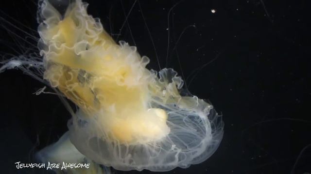 Egg Yolk Jellyfish - Phacellophora camtschatica