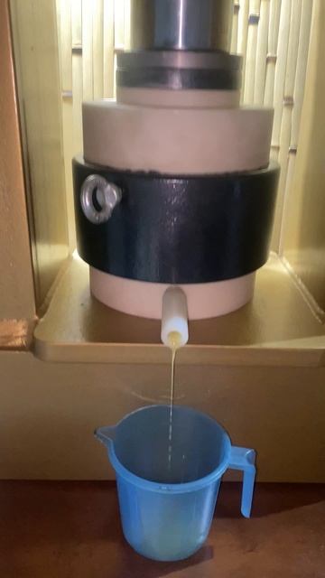 Сыродавленое кедровое масло холодного отжима