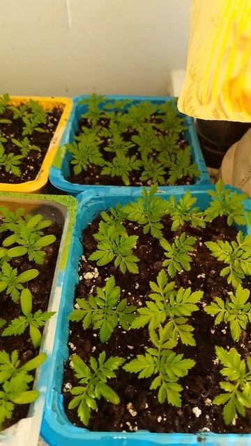 Календула и бархатцы. #огородисад #календула #бархатцы #plant #огород