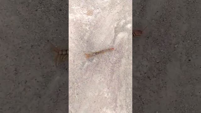 This Terrifying Creature Will Shock You When You See What It's Capable Of!
