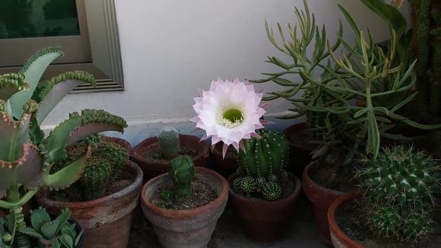Beautiful Echinopsis Cactus Flower