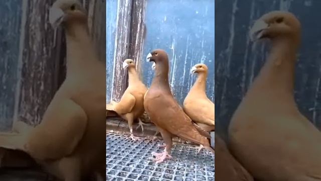 Невероятно красивые голуби