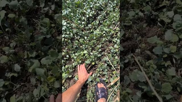 Настройка автоподруливания + обкатка Быстрицы #сельскоехозяйство #рапс #быстрица