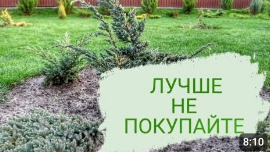 ЛУЧШЕ НЕ ПОКУПАЙТЕ БОЛЬНЫЕ МОЖЖЕВЕЛЬНИКИ. 10.11.2023г. БЕЛАРУСЬ, ГОМЕЛЬСКАЯ ОБЛАСТЬ
