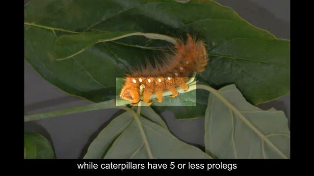 Oak slug sawfly larvae