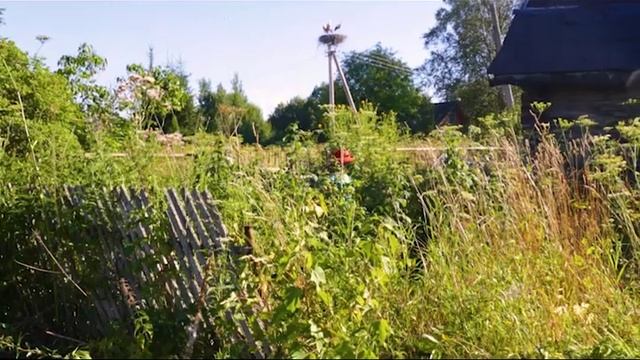 Роза Самуиловна и дачная жизнь