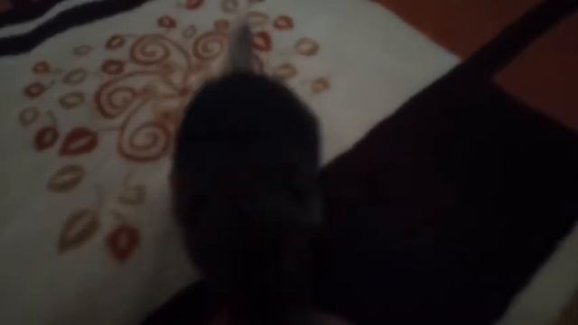 В семье Эвы и Шифу  родился малыш. Пока сделала видео, он уже вырос.