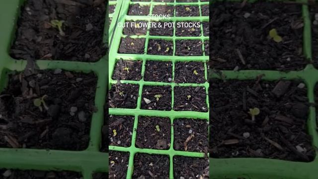 Germination Update