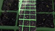 Germination Update