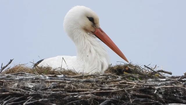 Bocian biały / White Stork