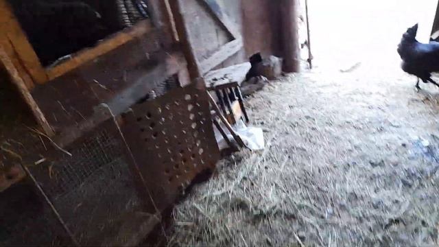 Утренее кормление птицы🦆🐓🐔🐇 Кролики