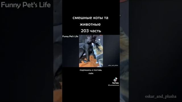 Тест на психику 😂😂Я ржал целый час 😂10 минут Приколы с животными 😂