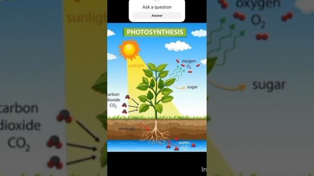what is #photosynthesis#shorts#stomata   @BeuniqueQ