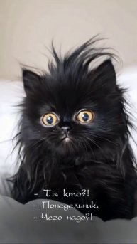 Ты кто? 🐯.mp4