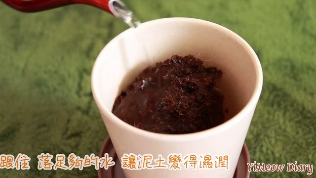 🌳試下種咖啡樹 DIY Arabica Coffee Tree/ Paris garden Urban Farming☕️