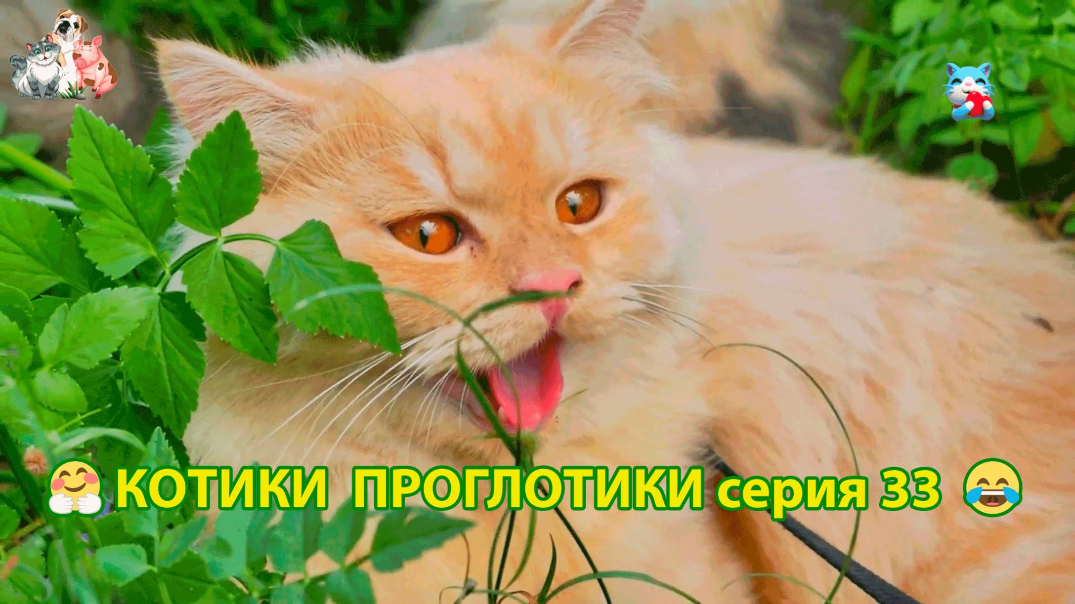 Котики-проглотики растут будущие птицеводы 🐈🐈😹 эпизод (33)