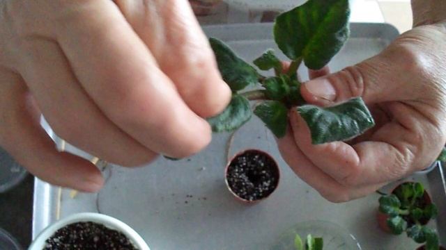 219.Torba İçinde Köklendirilen Menekşeler Seraya Yerleştirildi.