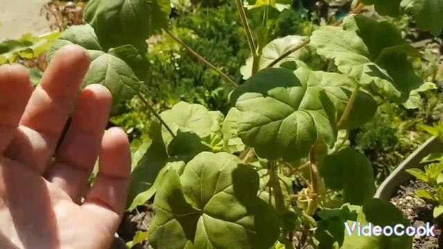 Все пеларгонии вынесла на улицу/ результат прошлого укоренения черенков 🌺🌺🌺