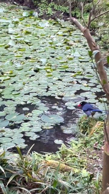 近拍 台灣藍鵲 特有種 #taiwan