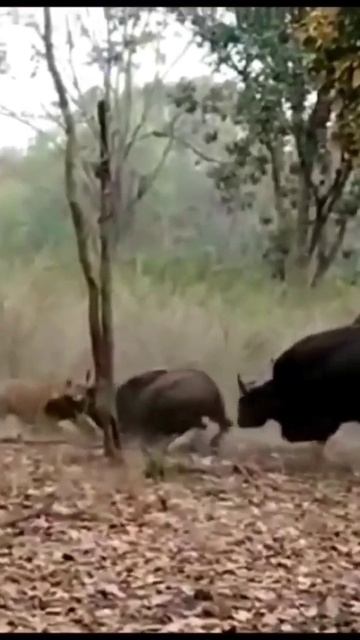 호랑이의 미친파워