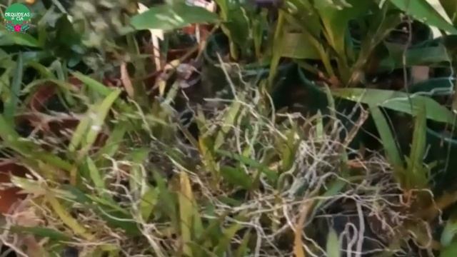 Orquídeas Curiosas: Ionopsis paniculata, a orquídea chuva de prata!