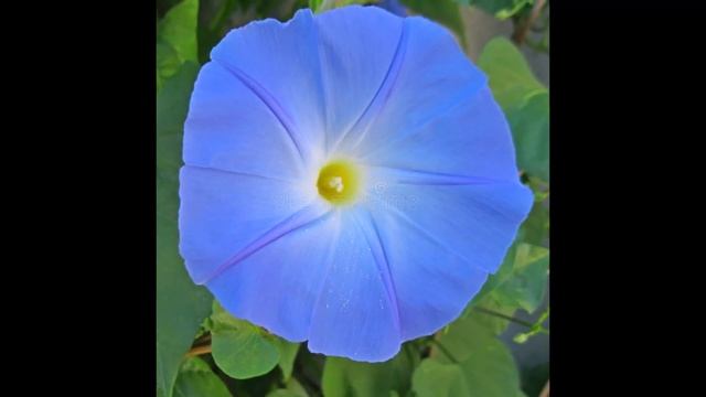 Pure Sense of Beauty - அழகிய தூய நுண்ணுணர்வு, Significance of  Ipomoea tricolor 'Heavenly Blue'